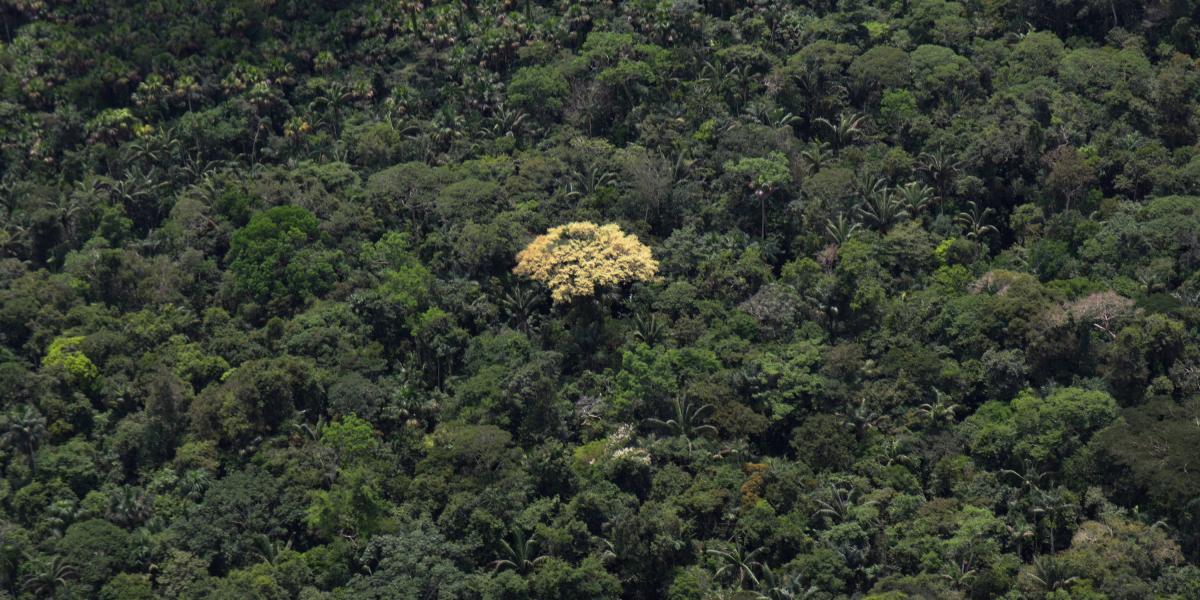 Frenar la deforestación es la principal acción para reducir las emisiones de C02.