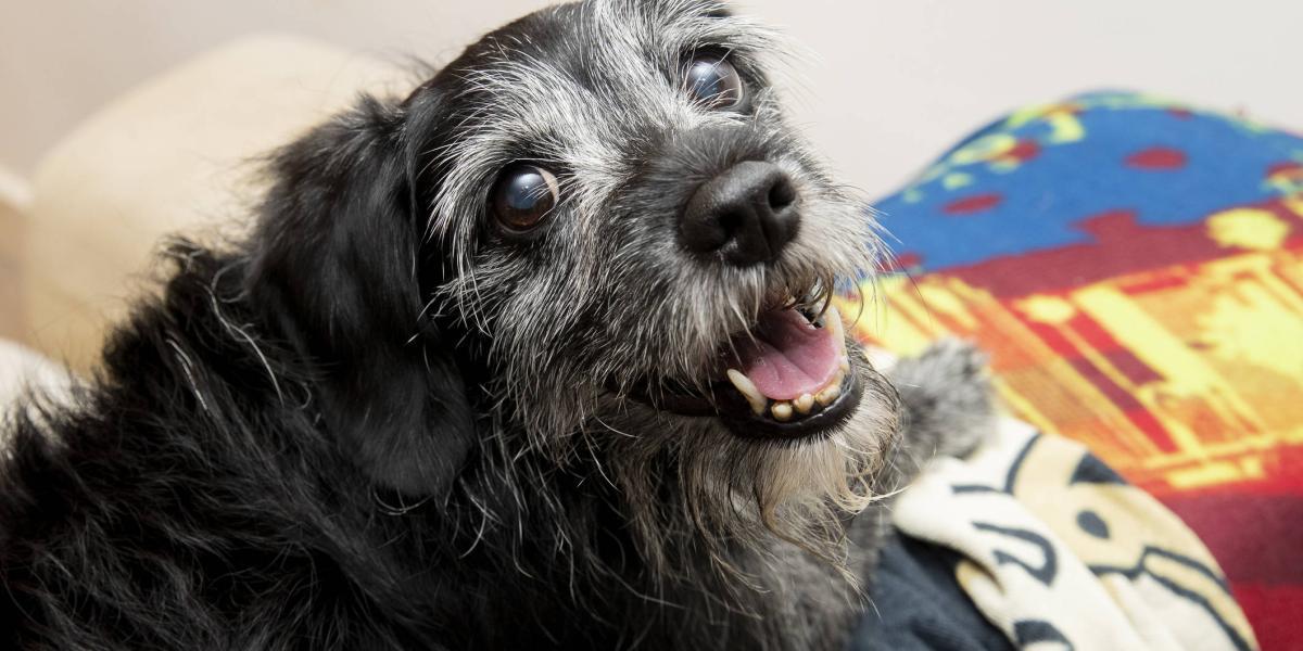 cómo se trata el cáncer de piel en perros