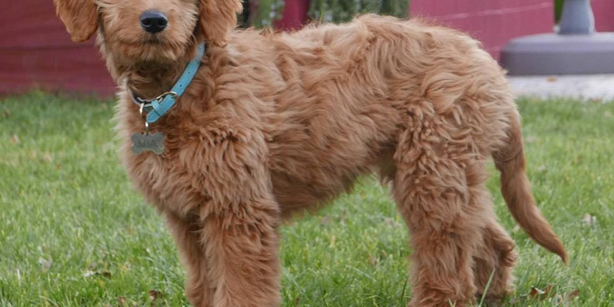 son labradoodles o goldendoodles mas hiperactivos