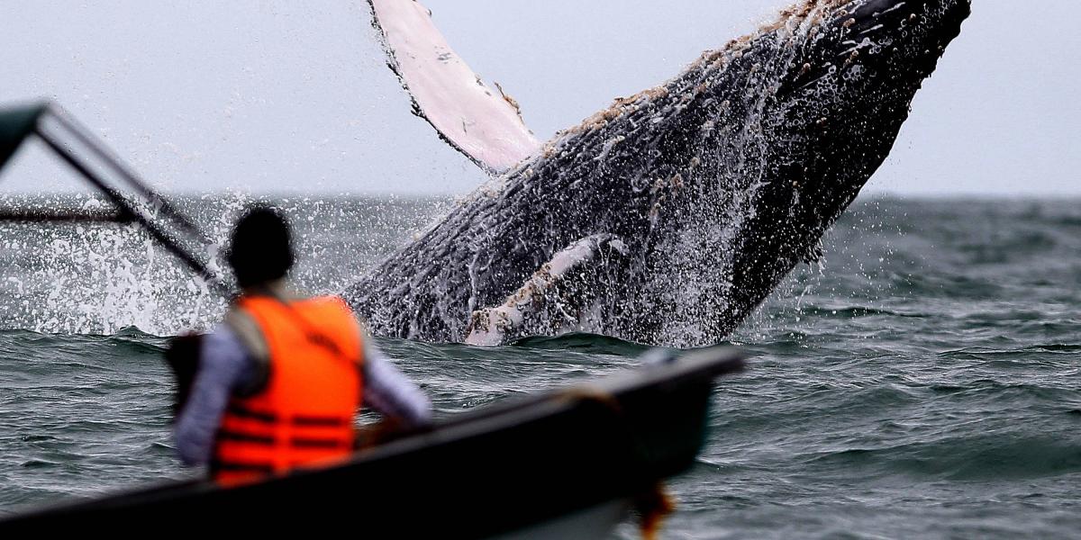 Avistamiento de ballenas en el Pacífico colombiano