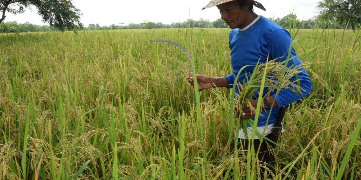 Los bajos precios en el mercado amenazan la producción de arroz en Sucre.
