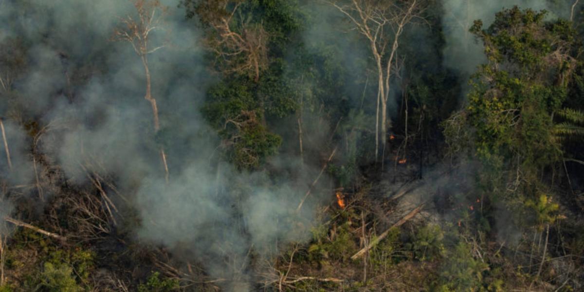 La ocurrencia de un solo incendio en bosques perennes o siempreverdes se presentaron en Brasil (56,6 %).