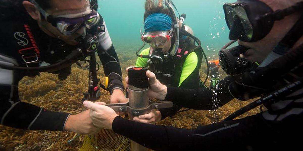 Las muestras de sedimento del fondo marino aportan información muy valiosa sobre la historia de los arrecifes.