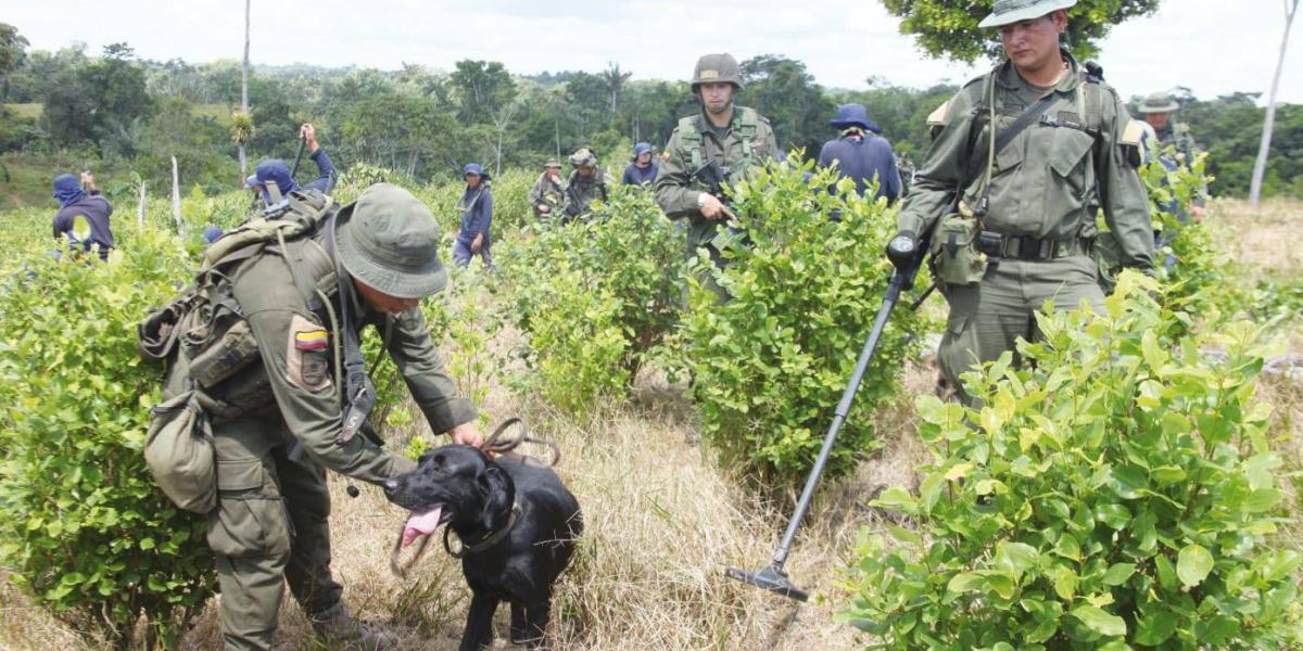 Caninos entrenados ingresan al área a erradicar para evitar caer en campos minados.