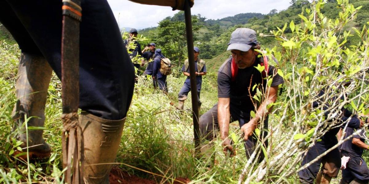 Una de las apuestas de Colombia en la lucha contra las drogas ha sido la erradicación de cultivos.