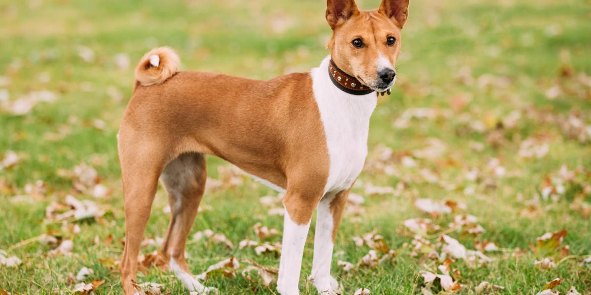 tienes que registrar un perro en nueva gales del sur