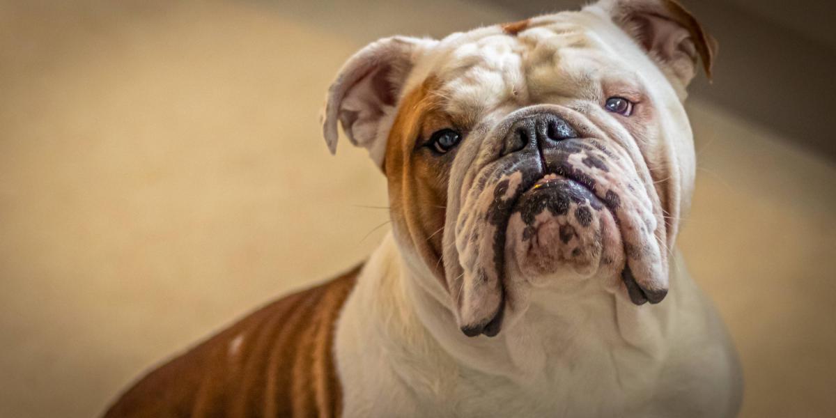 cuanto mide el cuello de un bulldog frances