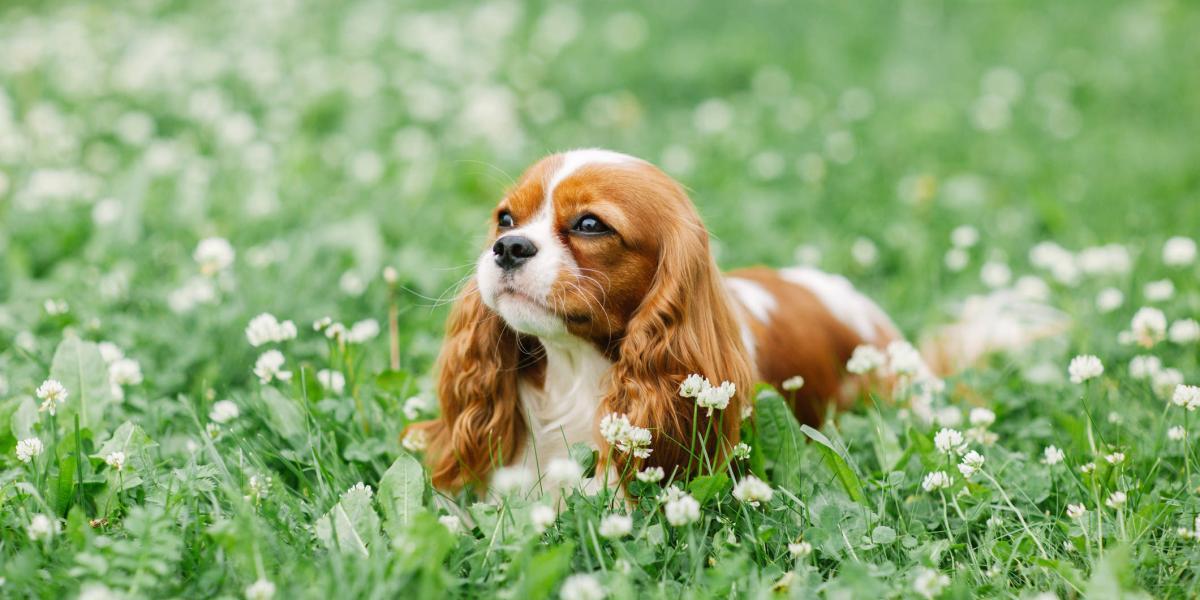 los perros tienen sangrado de implantación