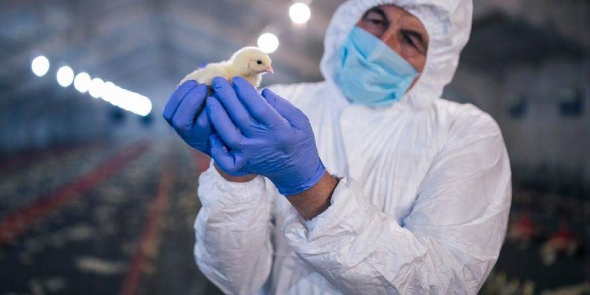Un hombre chino fue diagnosticado con una nueva cepa H5N6 de la gripe aviar.