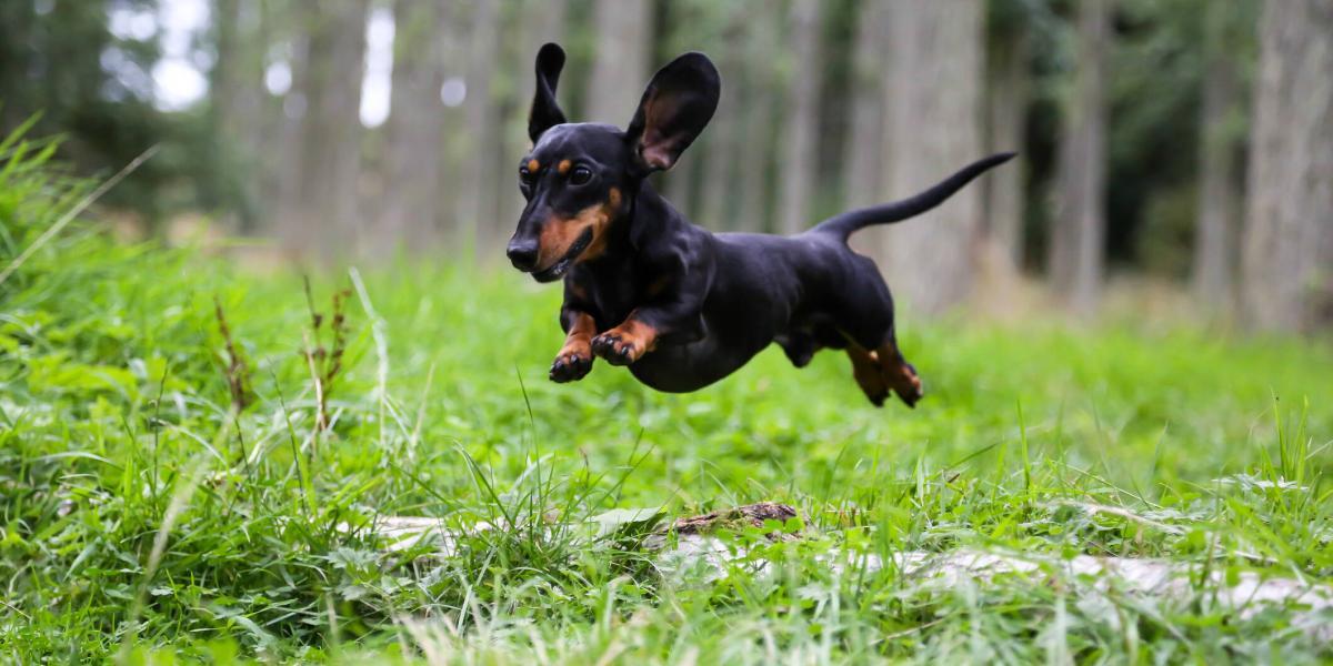 son los lirios de la paz venenosos para perros y gatos