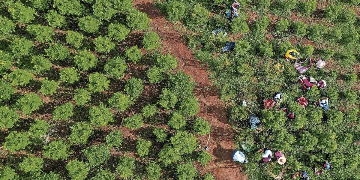 En 2020 se detectaron 143.000 hectáreas sembradas con matas de coca en el país.