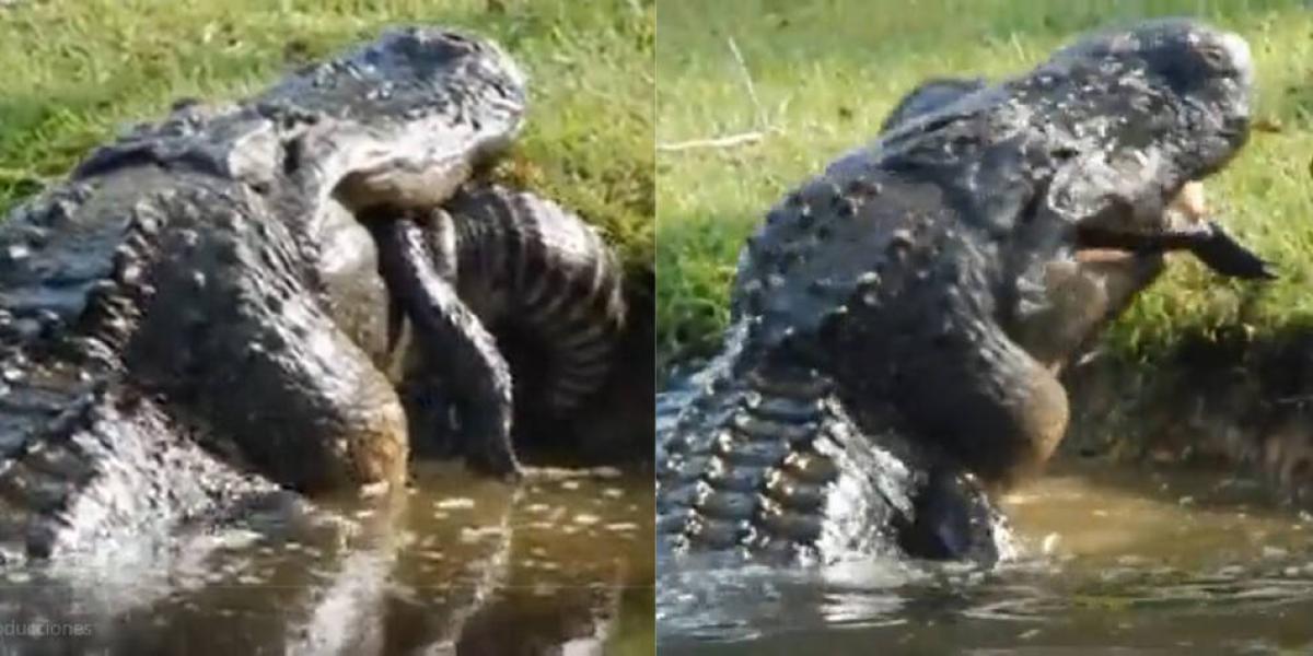En video captan a un caimán devorando a otro.