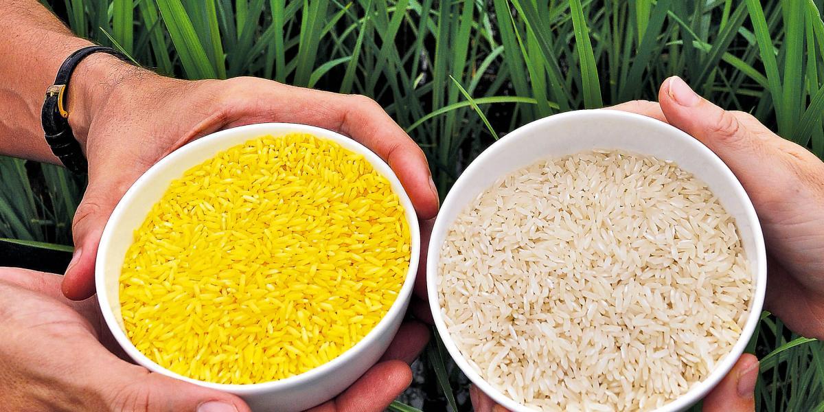 El arroz dorado se creó en los 90 y ya tiene el aval en Filipinas.