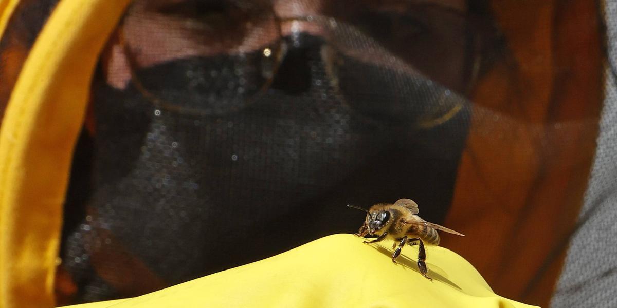 Las abejas son esenciales para la seguridad alimentaria del mundo.