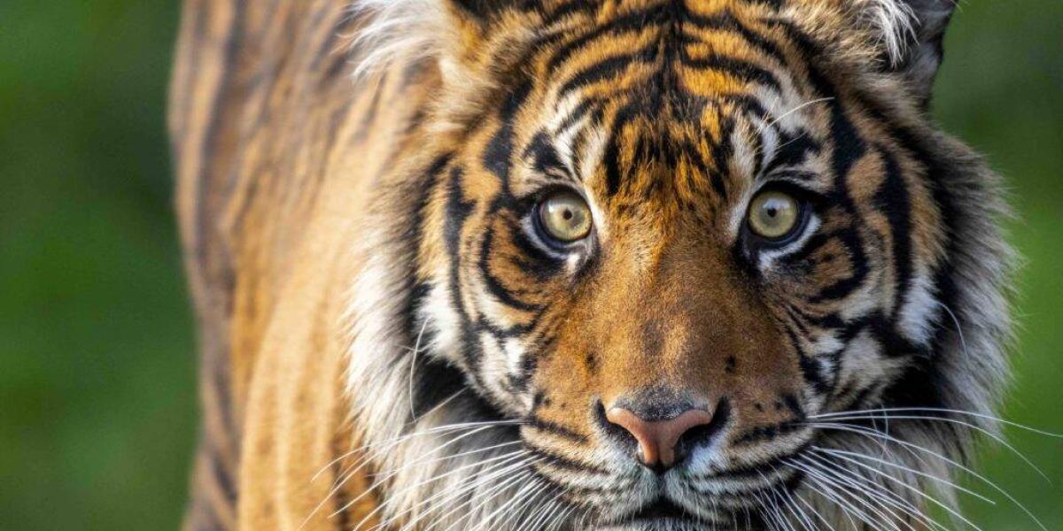 Esta fue la tigresa Kirana, que falleció por la agresividad de Raja, otro tigre con el que intentaban aparearla.
