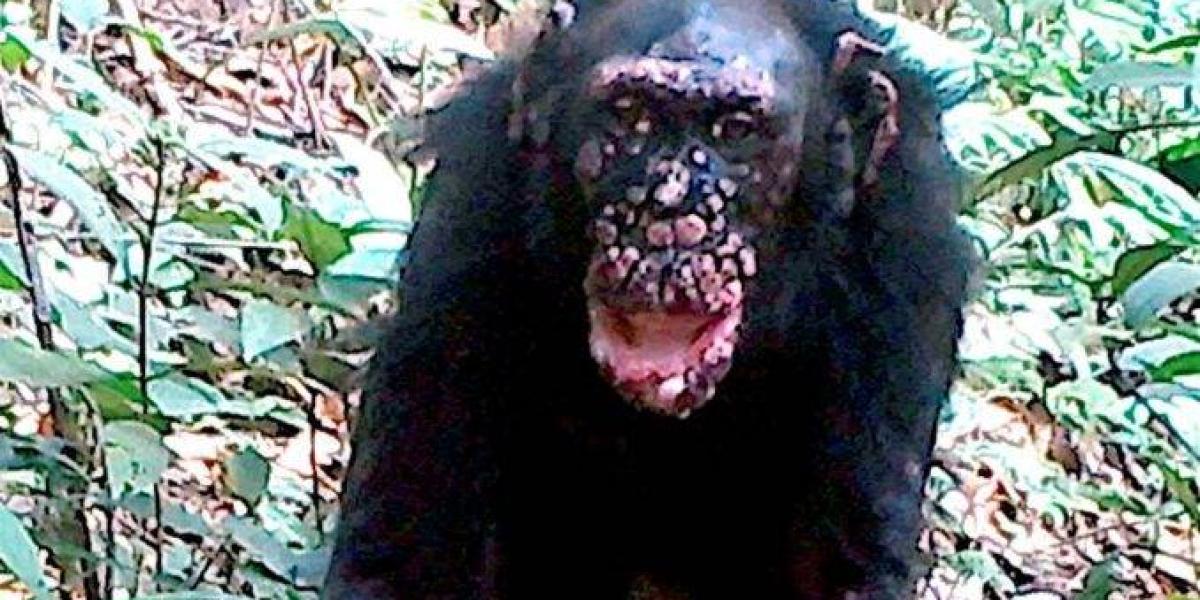 Esta es la primera vez que se ha detectado lepra en chimpancés salvajes.