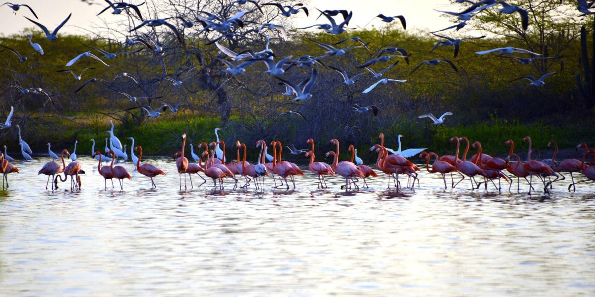 Los flamencos habitan entre el mar Caribe y el bosque seco de La Guajira, en lagunas costeras regadas por arroyos que abastecen de alimento a estas aves.