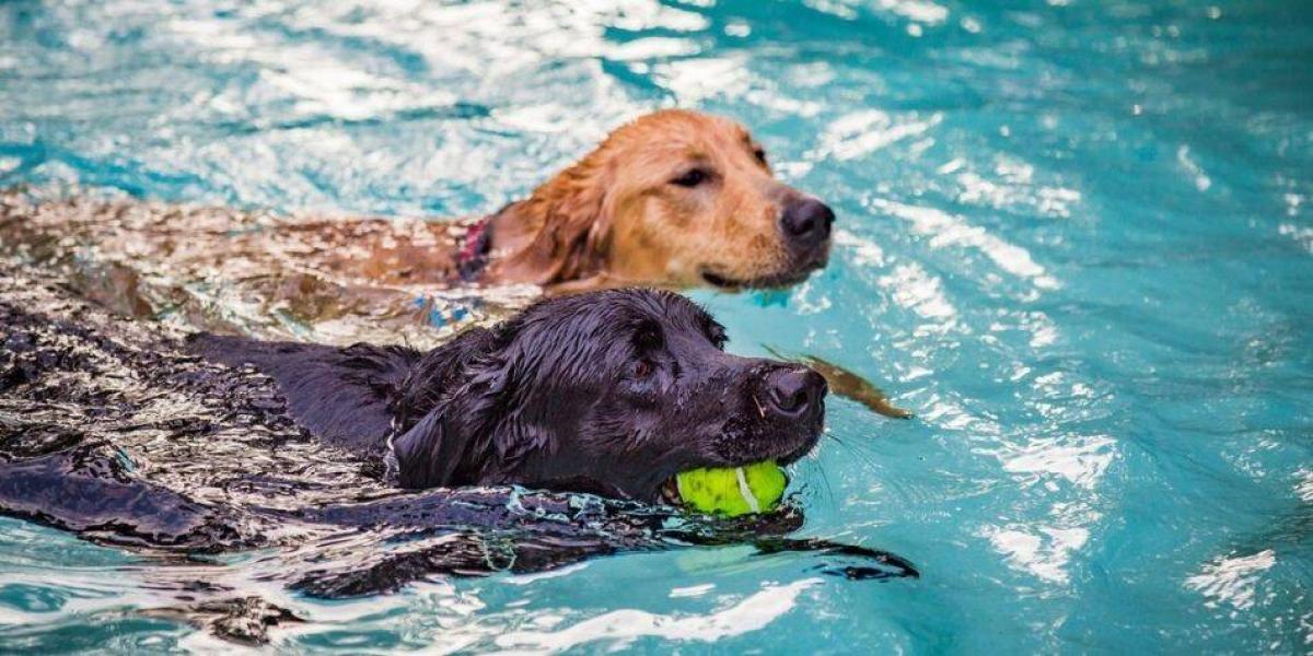 Aunque los perros activan su espíritu de supervivencia cuando están en el agua, no todos son buenos nadadores.