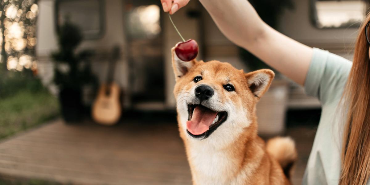 puedes tomar un uber con un perro