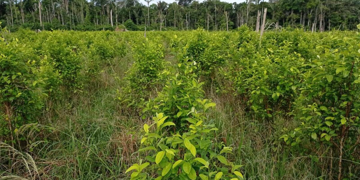 El cultivo de uso ilícito fue localizado en 3.8 hectáreas de bosque taladas de manera indiscriminada con motosierras.