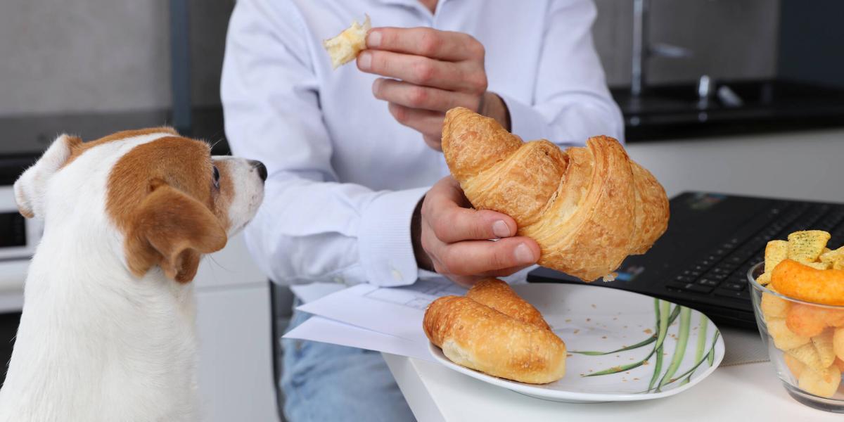 por qué los perros le temen a los camiones de basura