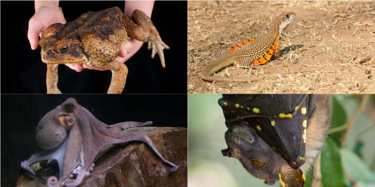 Estos son los 10 animales más raros del mundo