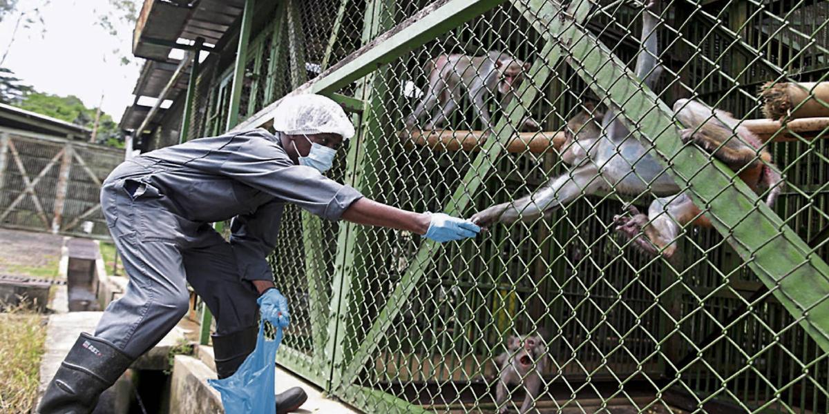 El Centro de Primatología (CDP) acoge a 350 monos de nueve especies.