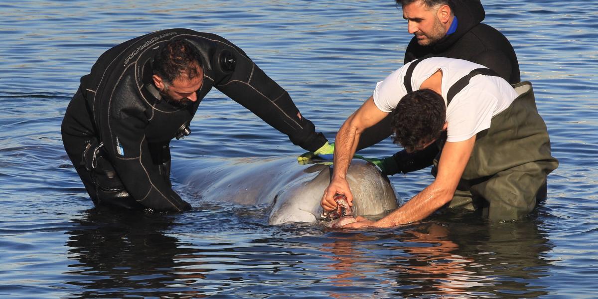 Una ballena en estado de salud crítico quedó varada este viernes en Alimos, una de las principales playas de 
Atenas, y está siendo atendida por veterinarios de ONG y equipos de rescate griegos que intentan mantenerla con vida.