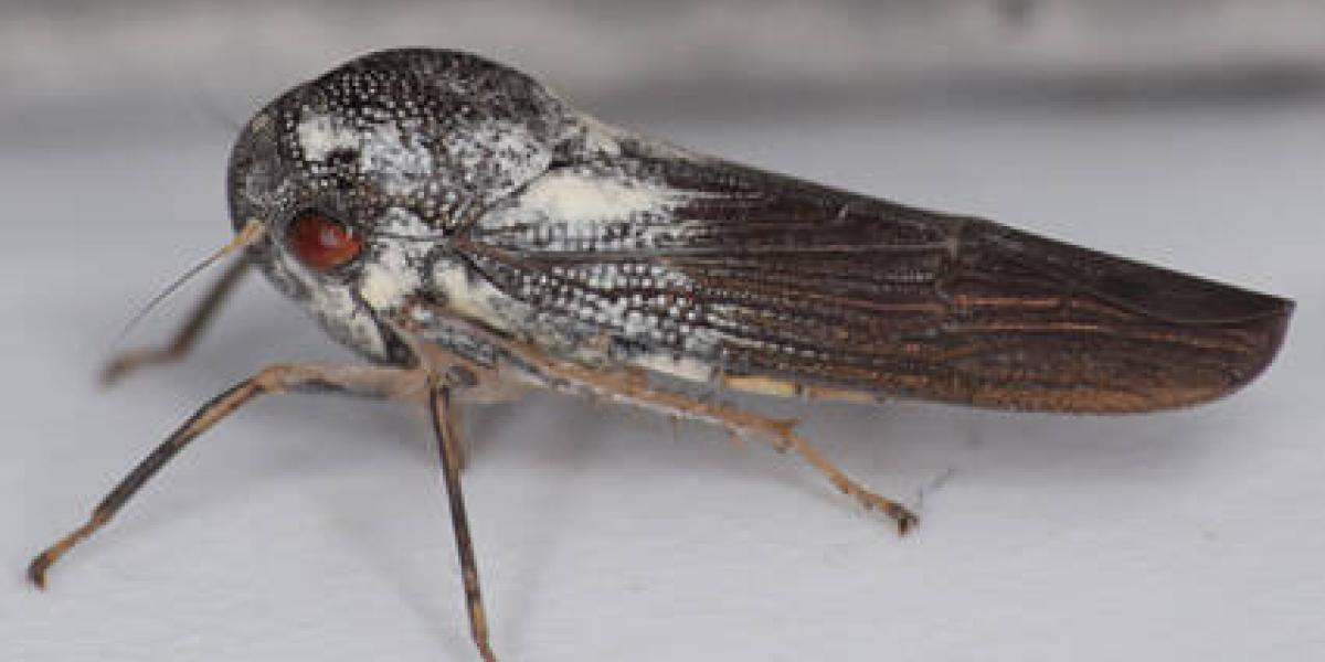 El pariente más cercano de este insecto fue visto por última vez en 1969.