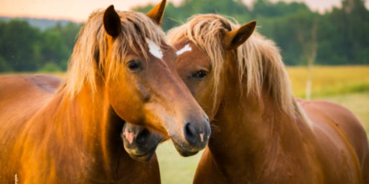 Los caballos han desarrollado evolutivamente la capacidad para dormir parados