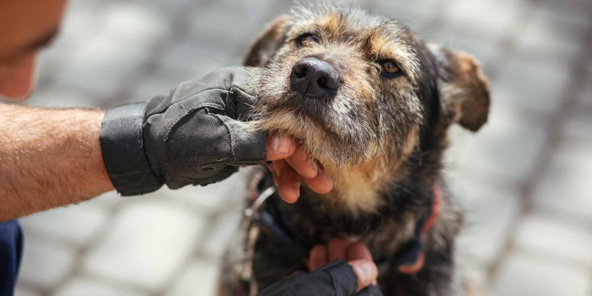 Rescatar a un animal de la calle es un acto de enorme compasión y amor. La idea es lograr que no sea tan estresante.