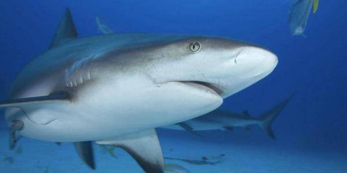 Un tiburón gris como este fue el que atacó a Arturo.