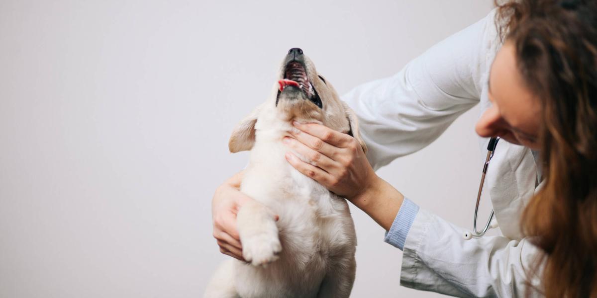 pueden los perros tener acné quístico