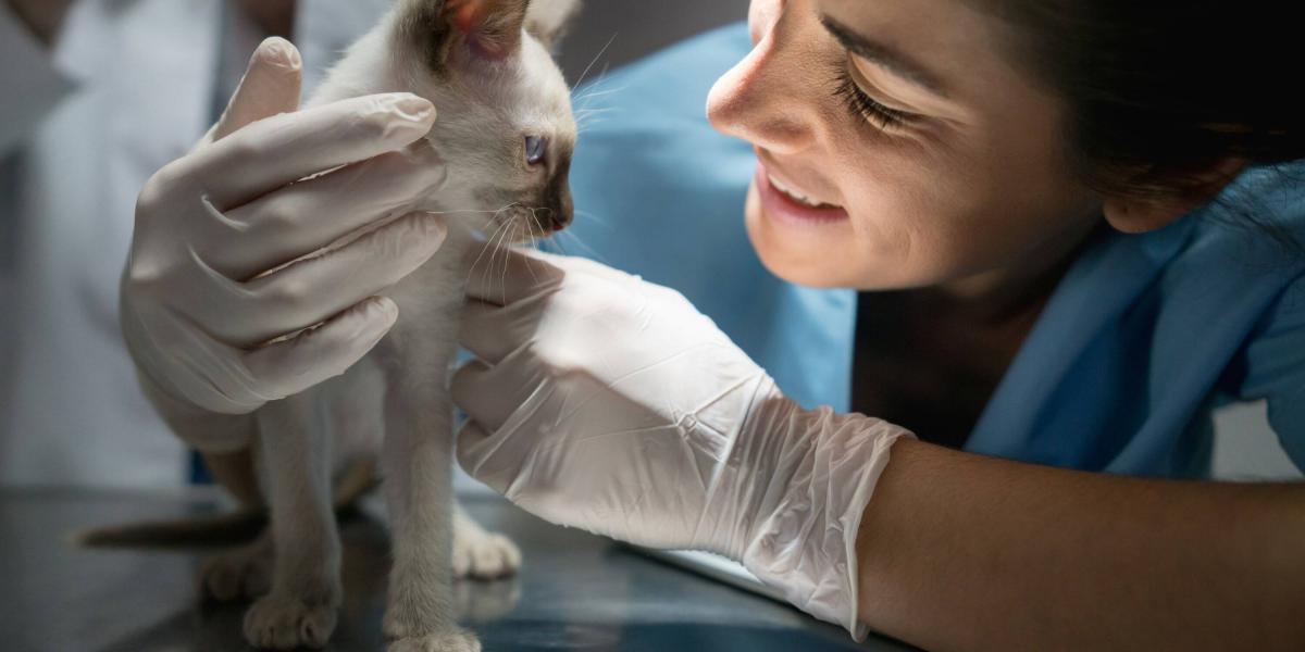 La empatía y el trato respetuoso hacia los animales y sus tutores, también deben tomarse en cuenta al elegir un veterinario.