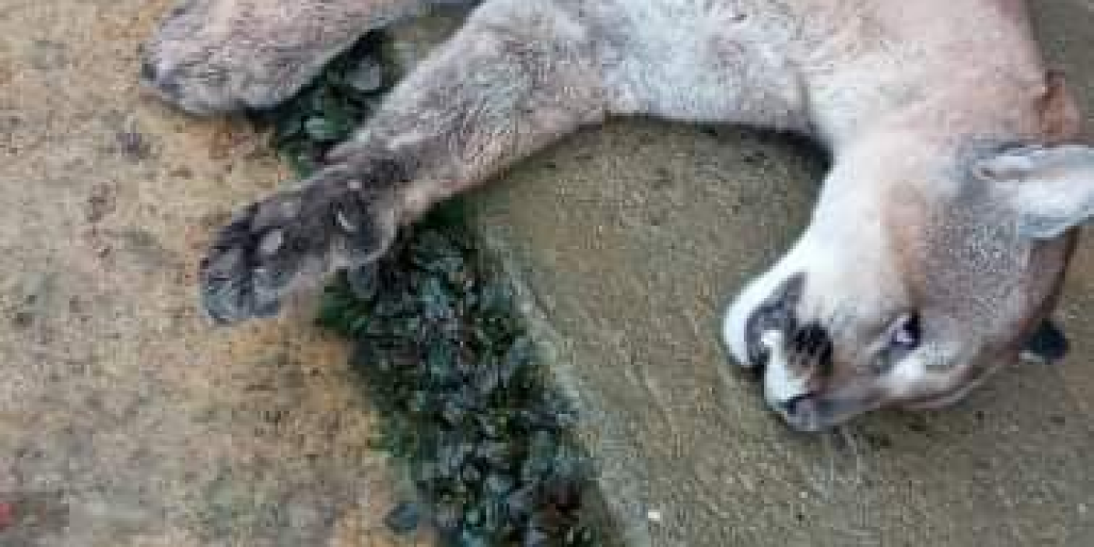 El puma asesinado en el Cauca.