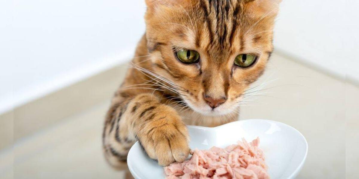 la comida para gatos es mala para los perros enlatada