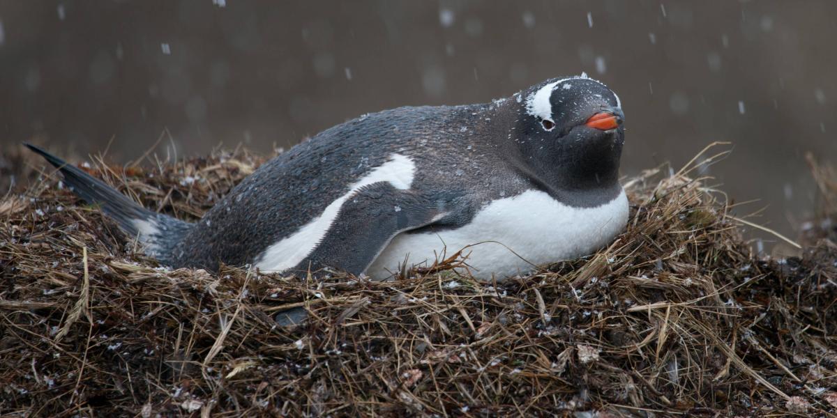 Los voluntarios ayudarían en el programa de seguimiento de la población de pingüinos
