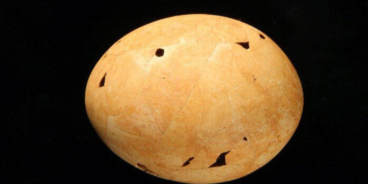 Los huevos de Genyornis fueron encontrados en Australia.