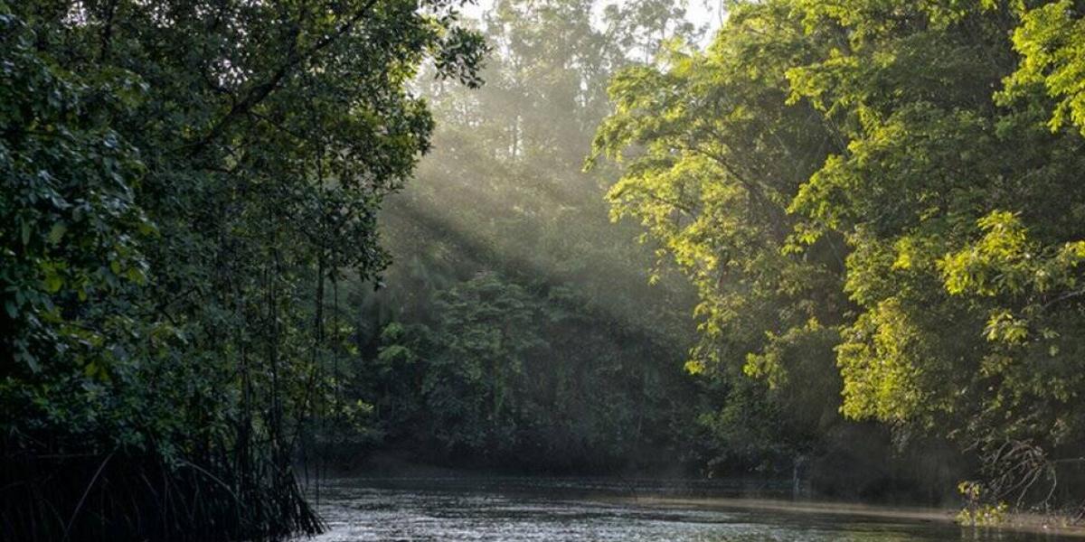 BBC Mundo: Selva amzónica