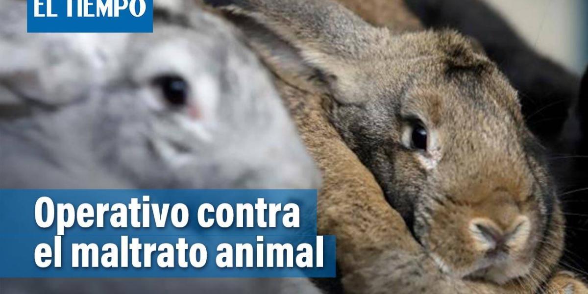 Autoridades realizan operativo contra el maltrato animal