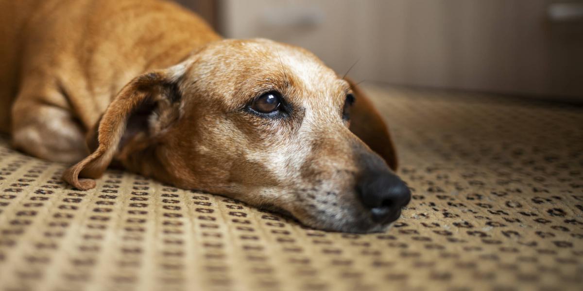 son perros completamente desarrollados cuando entran en celo