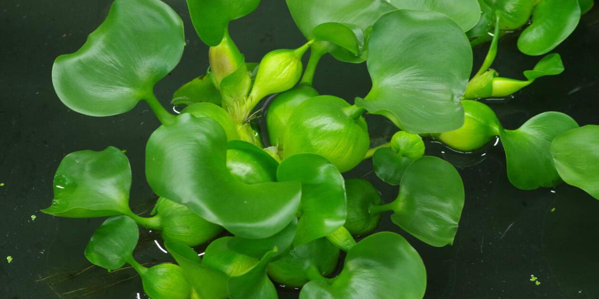 Proyecto se apoya en la planta Eichornia crassipes (buchón de agua).