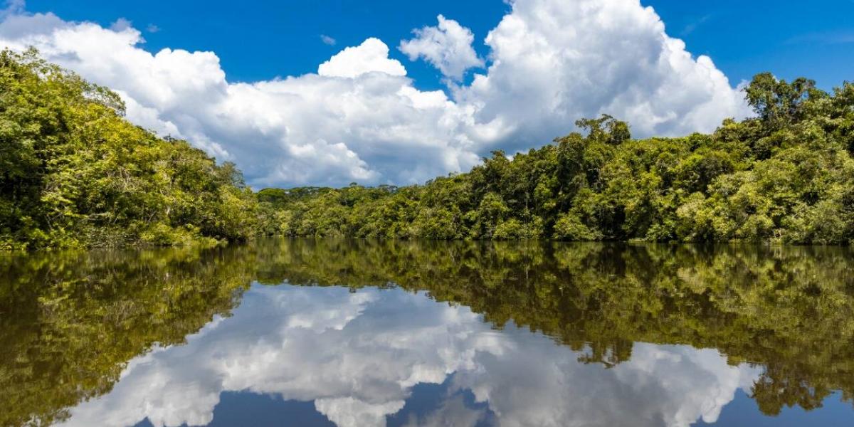 Qué es y cómo funciona una emisión de bonos para la biodiversidad? El caso  de BBVA en Colombia