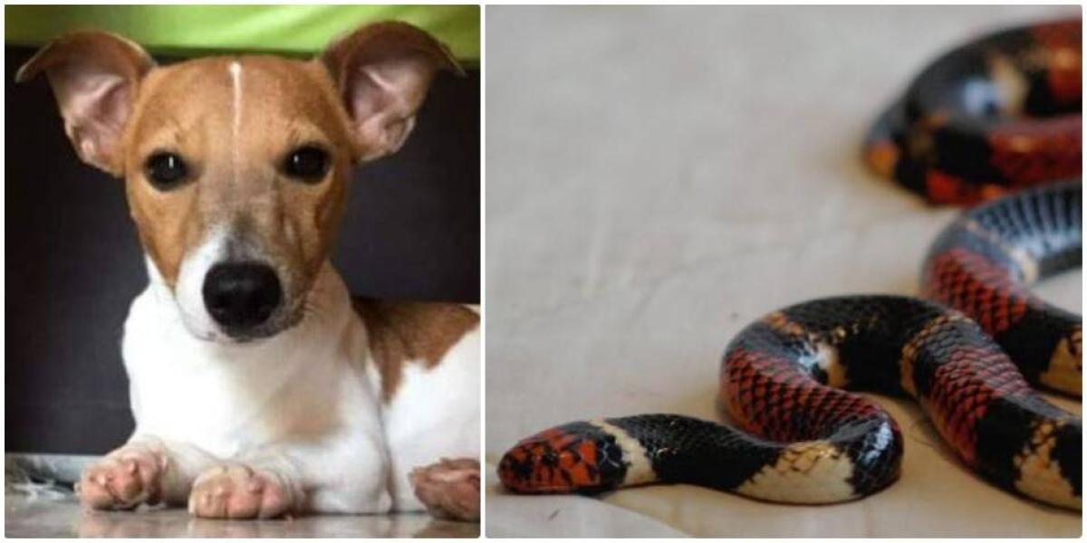 puede un perro sobrevivir a una mordedura de serpiente sin tratamiento