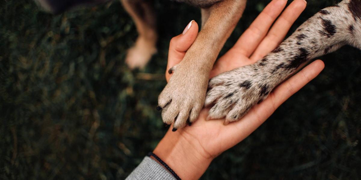 Por Qué Los Perros Y Los Humanos Tienen Una Relación Tan Estrecha