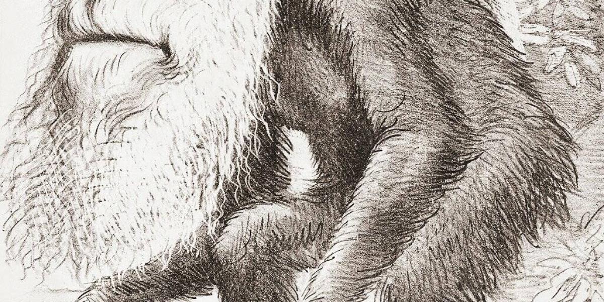 Darwin en una caricatura en la revista Hornet, que decía "Un venerable orangután - Una contribución a la historia antinatural".