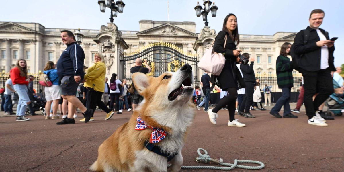 Reina Isabel II: Corgis, La Raza De Perros Que Enamoró A La Monarca