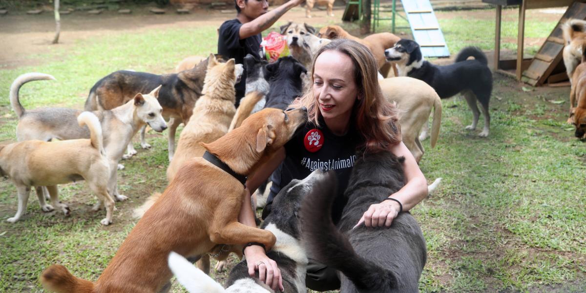 Perros rescatados de un matadero en Indonesia van para Canadá