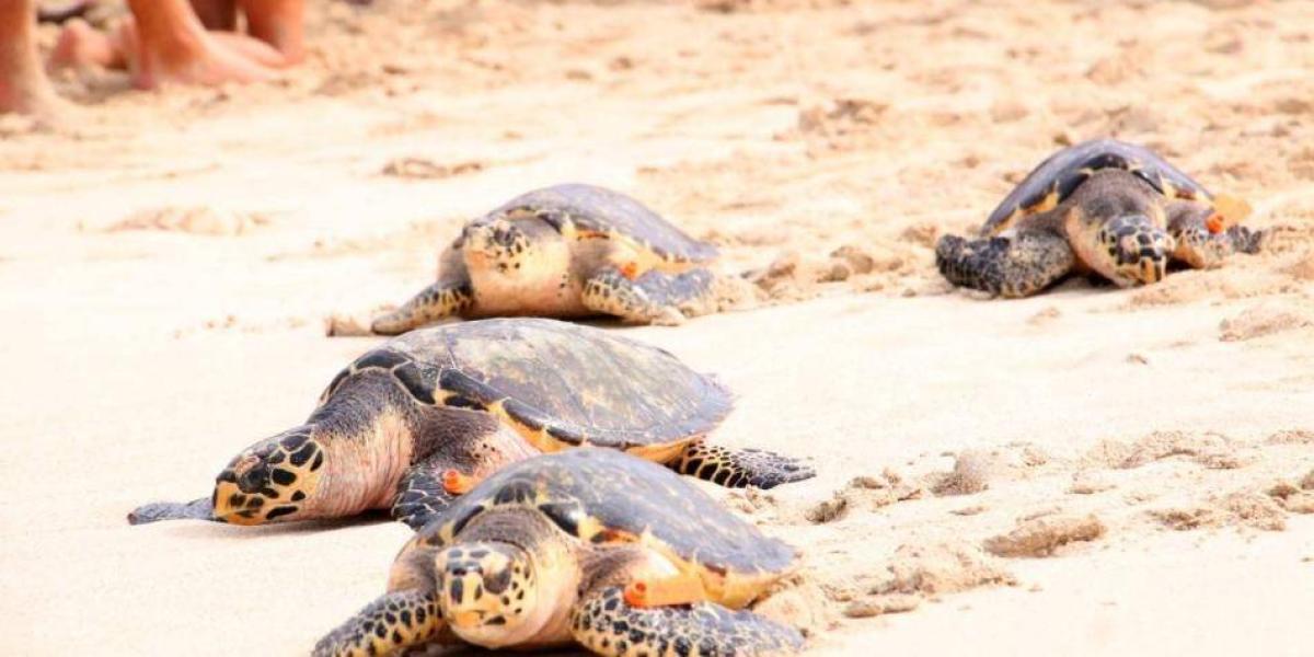 Las tortugas carey se encuentran en peligro de extinción debido a las múltiples amenazas.