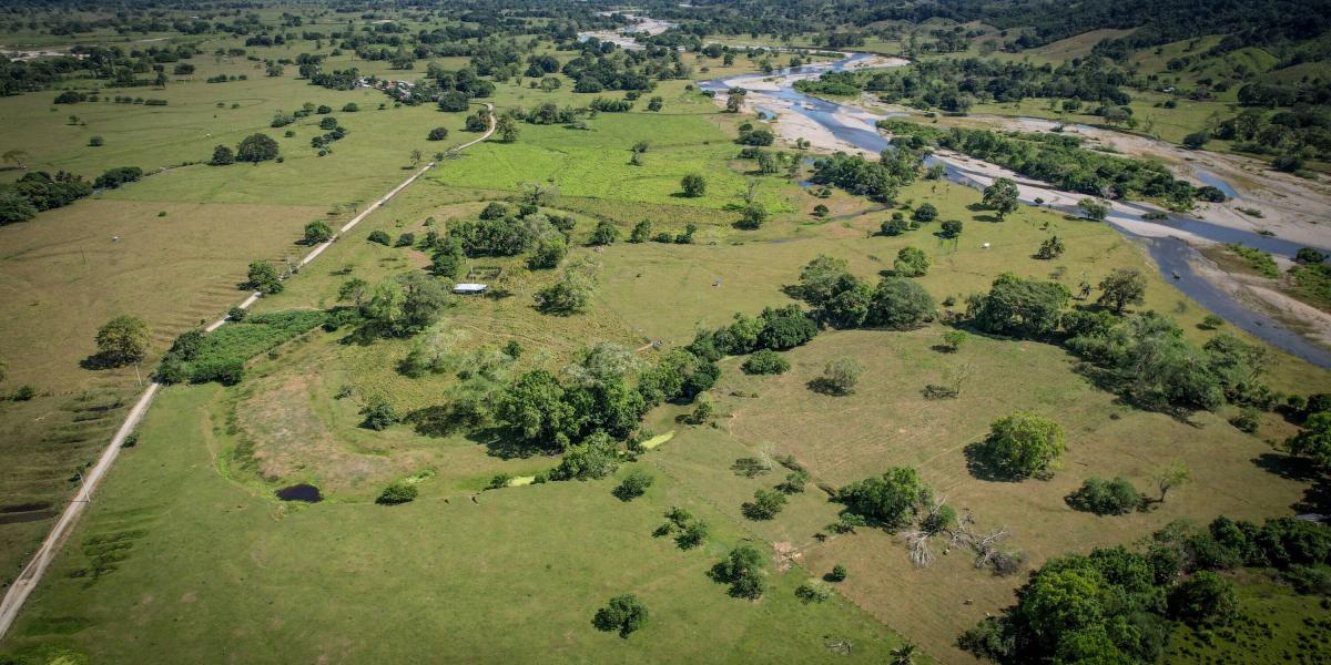 La regulación hídrica es uno de los trabajos que cumplen los bosques. La falta de árboles ha reducido a riachuelos grandes ríos en el Chocó, según las comunidades.